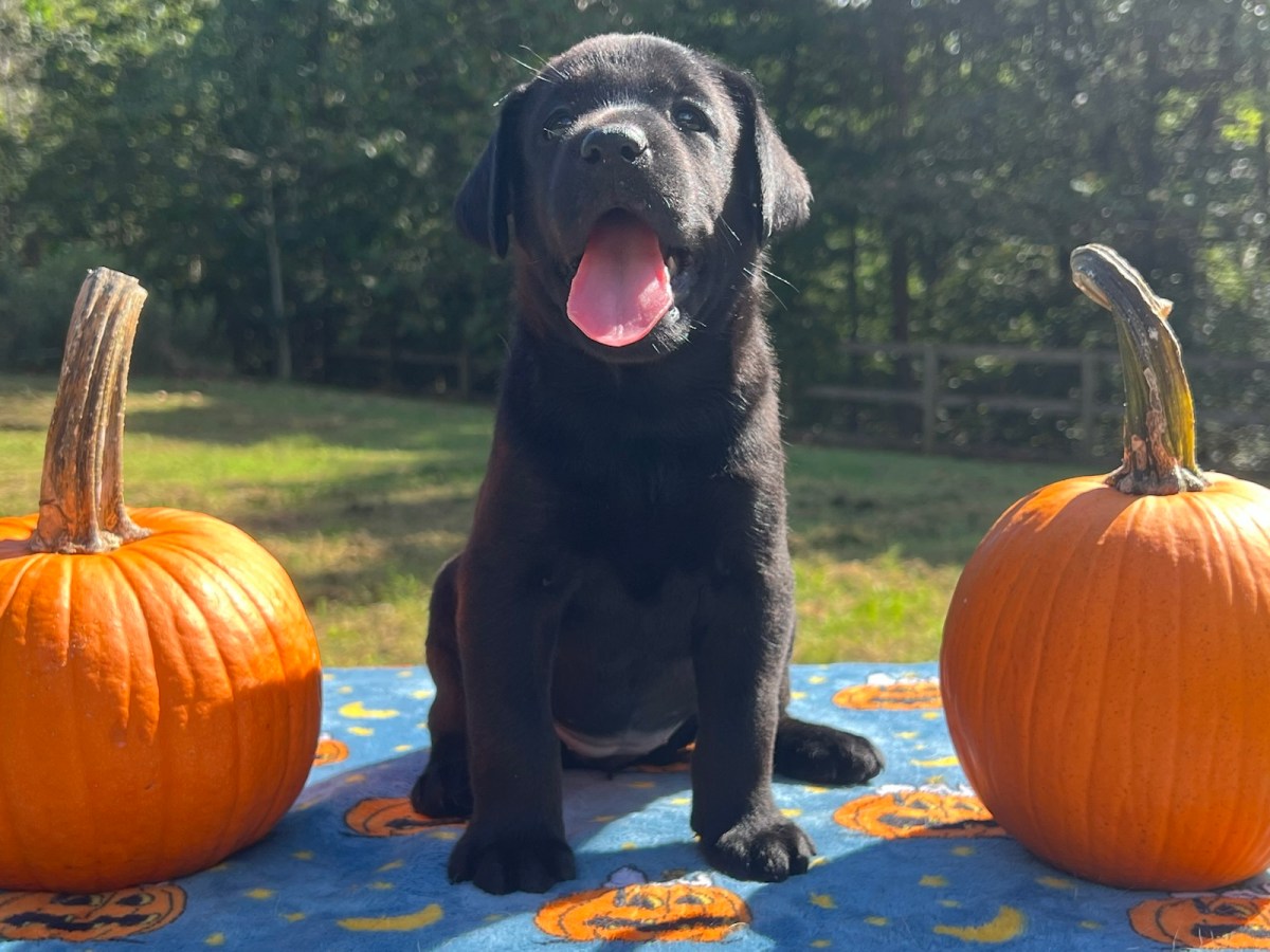 Phoebe’s pups go&nbsp;outside!