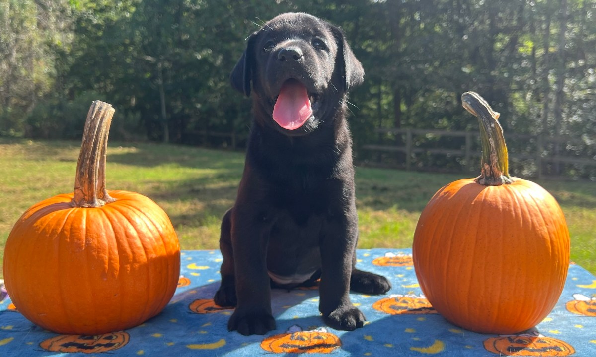 Phoebe’s pups go&nbsp;outside!
