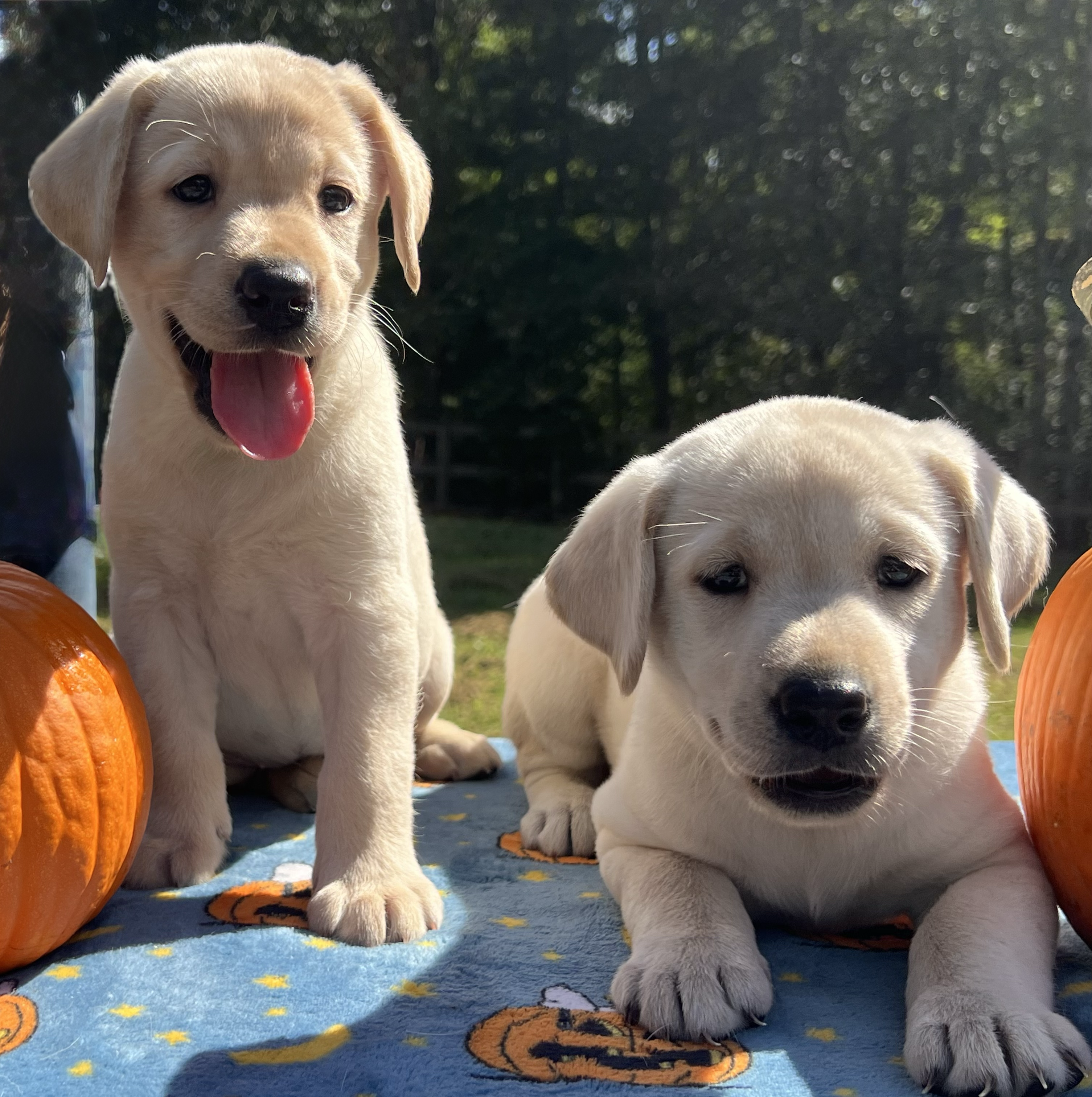 Facts About Labrador Retrievers | PawTracks, image size:3010x3024